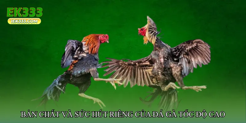 Bản chất và sức hút riêng của đá gà tốc độ cao