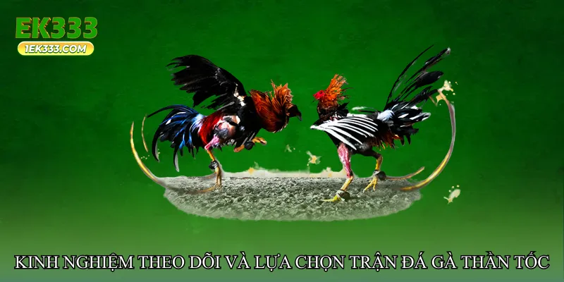 Kinh nghiệm theo dõi và lựa chọn trận đá gà thần tốc hiệu quả